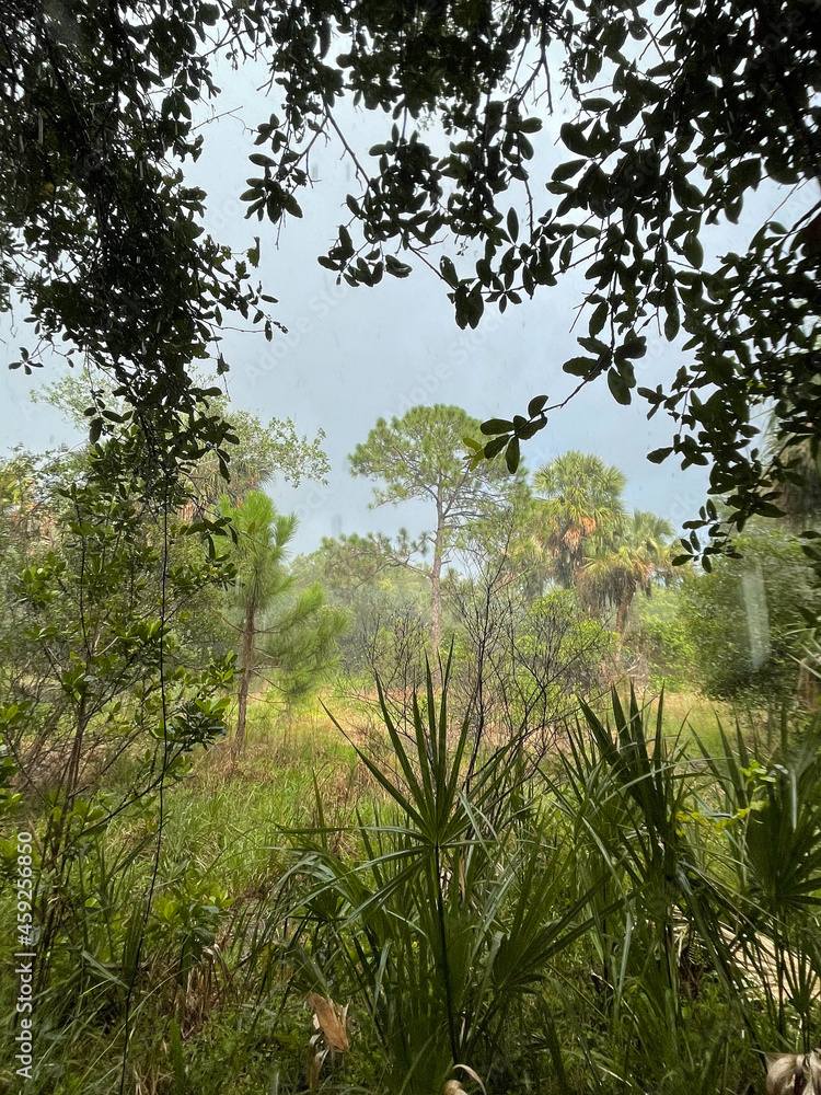 Rain falling on unpaved path in Florida park Rain falling on unpaved path in Florida park