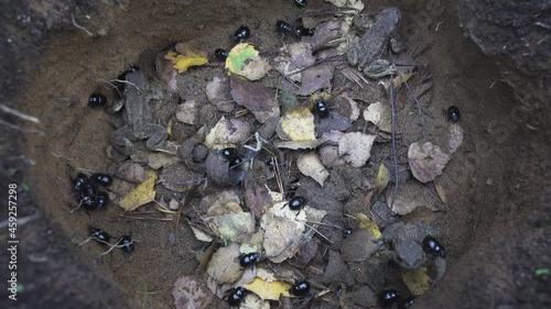 These bugs and toads are trapped in a deadly trap. The dorbeetles fell into a man-made hole in the sandy soil photo