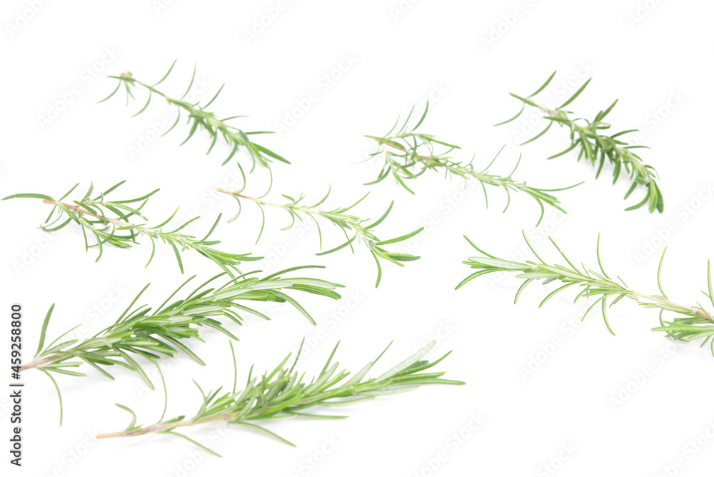 Selective focus rosemary sprig flowering isolated on white background. Aromatic evergreen shrub Selective focus rosemary sprig flowering isolated on white background. Aromatic evergreen shrub