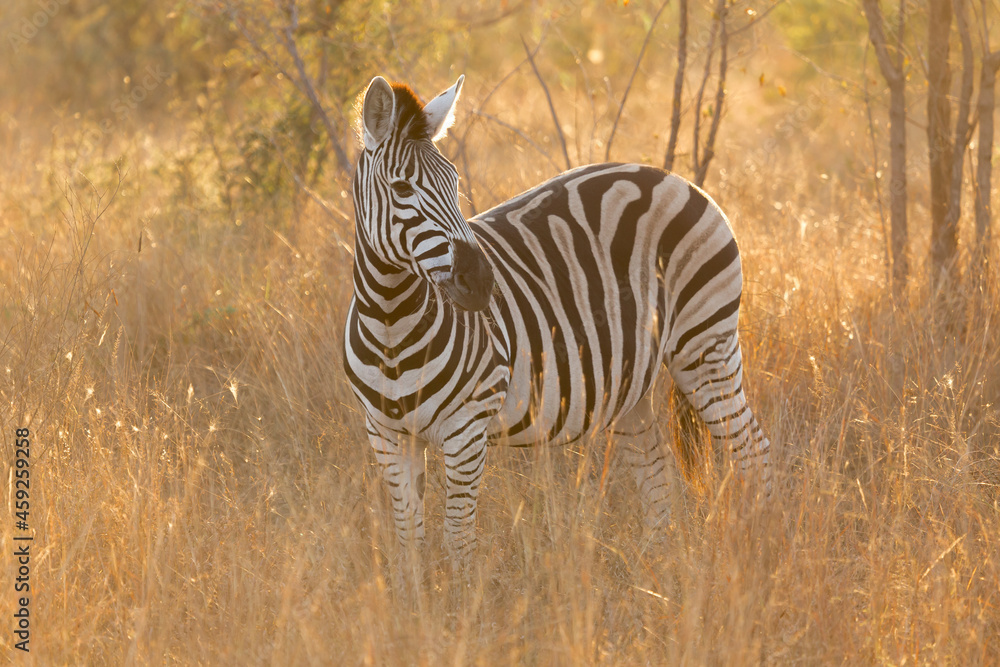 Obraz premium zebra in the wild