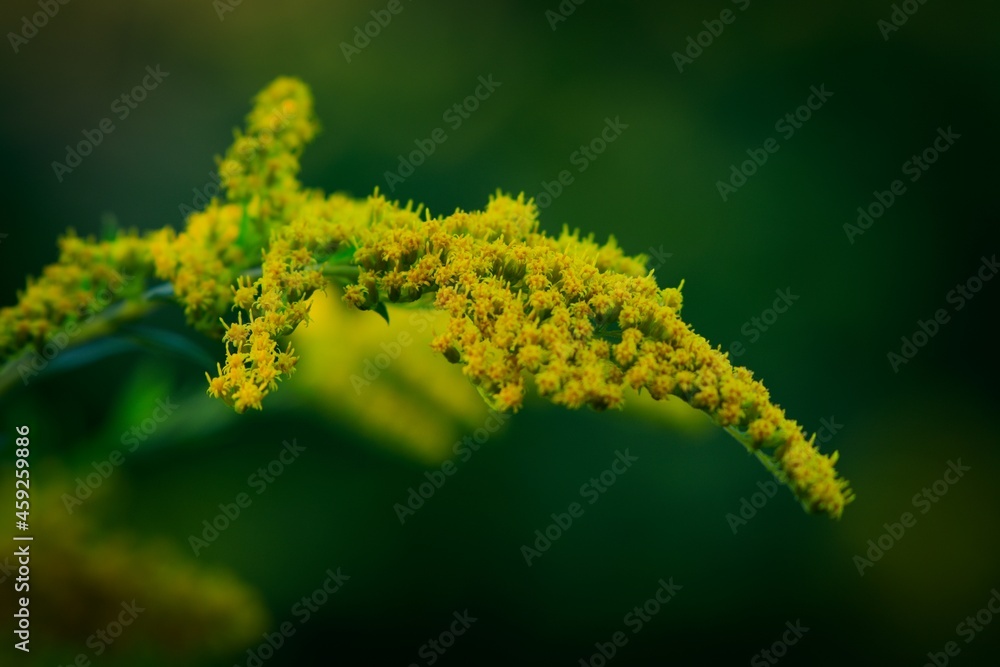 Autumn nature in detail and in its full beauty Autumn nature in detail and in its full beauty