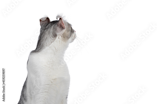 Amazing silver spotted with white American Curl Shorthair cat, cat. Looking backwards away from camera showing curked ears. Isolated on a white background. One paw playful lifted. photo