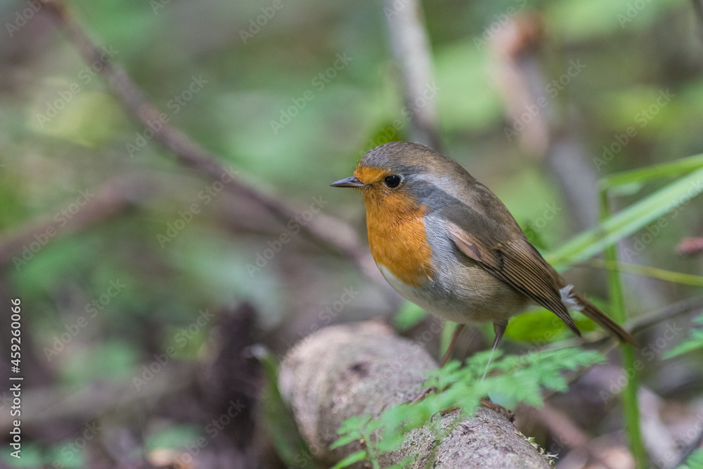 robin bird