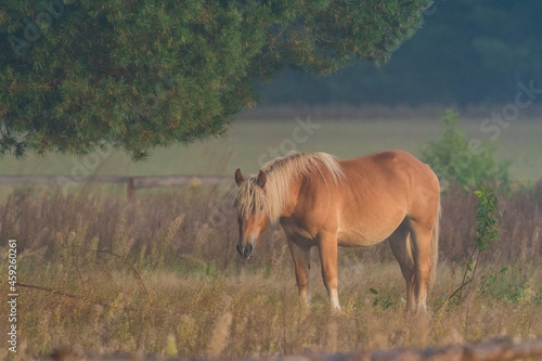 horse in the fog 