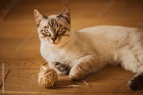 A cute tabby Thai cat is lying at home on the wooden floor, having played with a ball of woolen threads. A playful pet and household items.