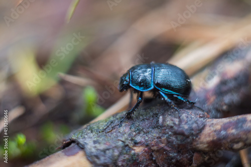 beetle © Rafał Bieroza