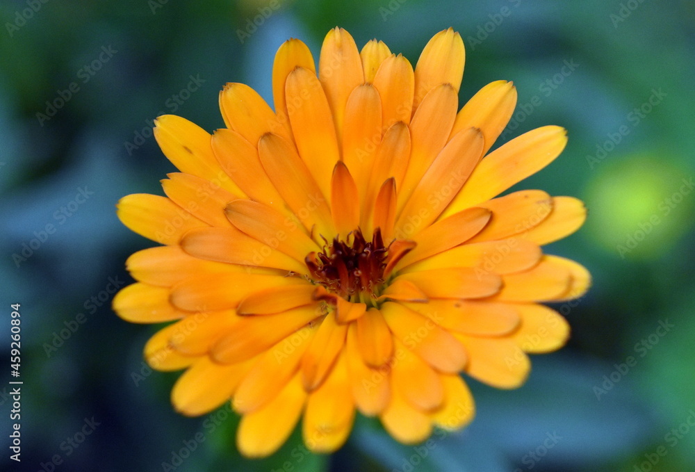 Nahaufnahme einer Ringelblumenblüte Nahaufnahme einer Ringelblumenblüte