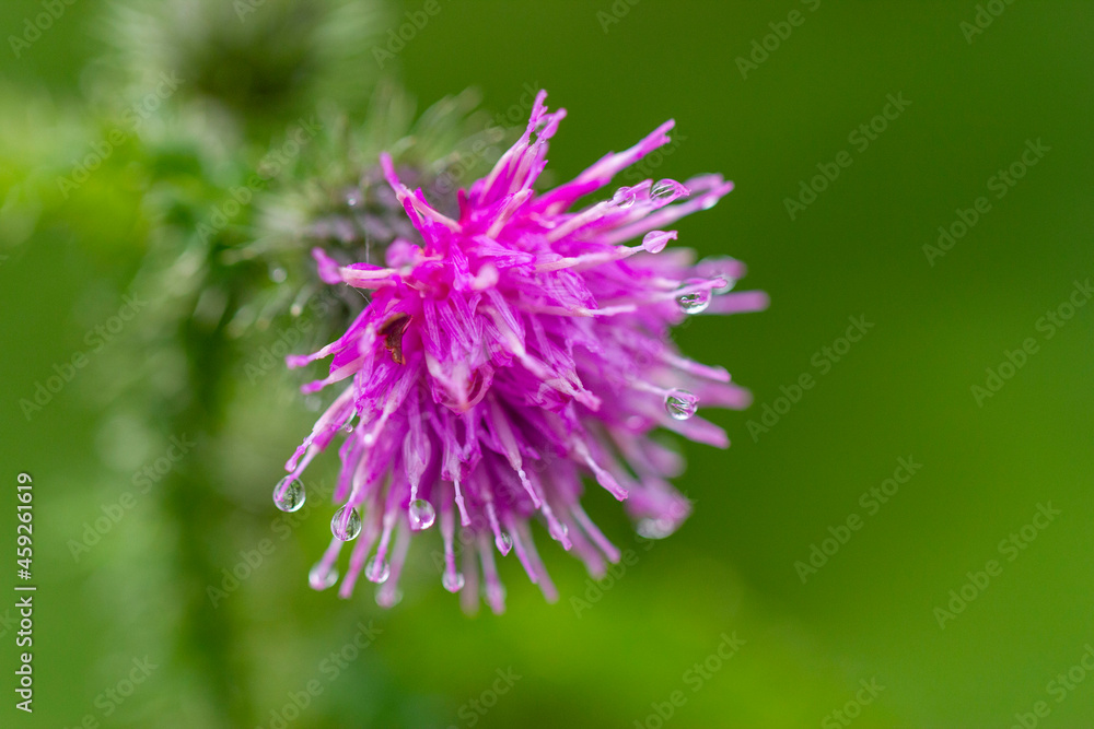 Macro Flower with Morning Dew in Wooldand Heaths Macro Flower with Morning Dew in Wooldand Heaths