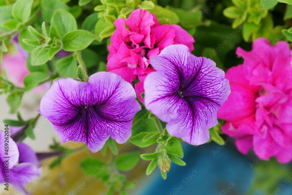 Petunia multi-colored. Solanaceae family. Calibrachoa. Close up. Macro. Flower background horizontally top view Petunia multi-colored. Solanaceae family. Calibrachoa. Close up. Macro. Flower background horizontally top view