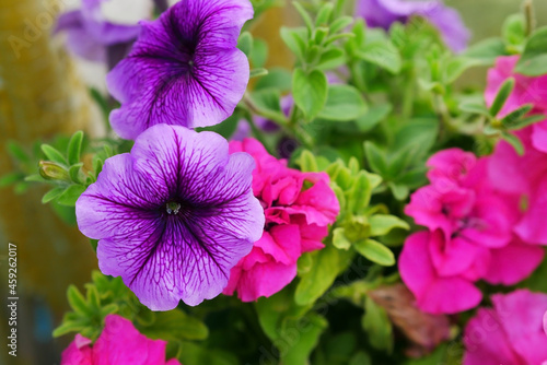 Petunia multi-colored. Solanaceae family. Calibrachoa.  Close up. Macro. Flower background horizontally top view 