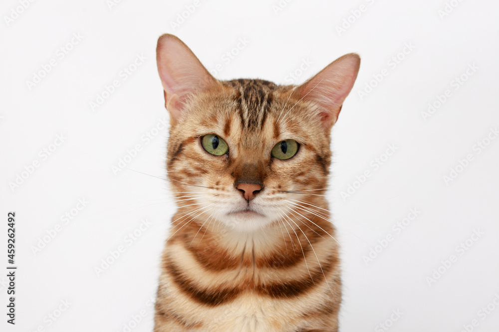 Funny Spotted Bengal kitten with beautiful big green eyes. Lovely fluffy cat. Free space for text.