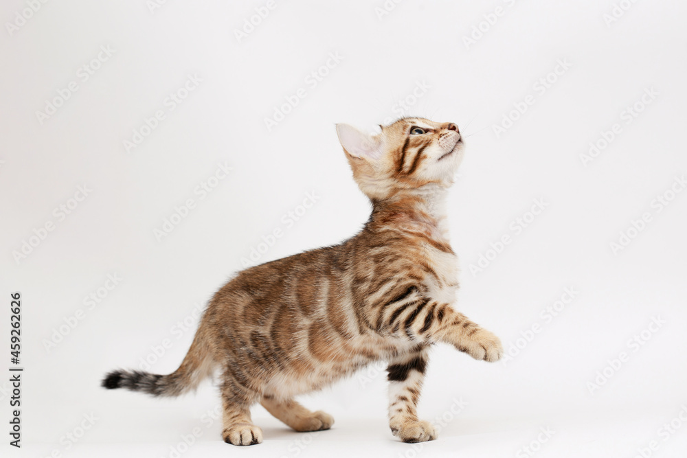 Funny Spotted Bengal kitten with beautiful big green eyes. Lovely fluffy playful cat. Free space for text. Funny Spotted Bengal kitten with beautiful big green eyes. Lovely fluffy playful cat. Free space for text.