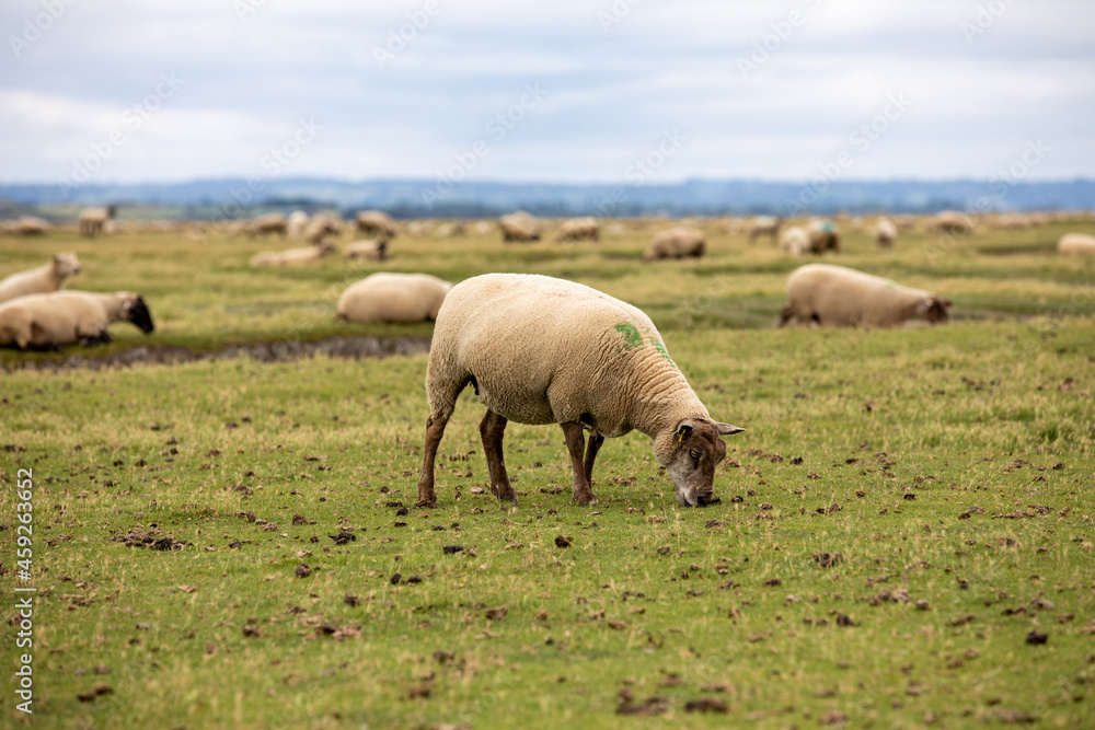 sheep sheep