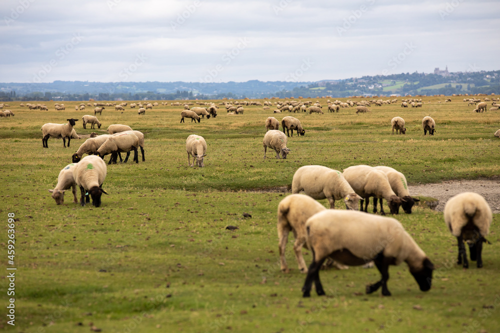 Sheeps on the field with cloud sky