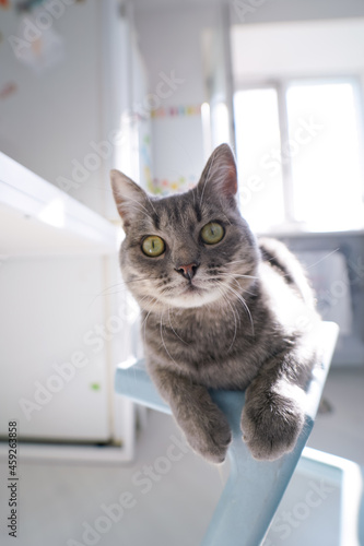 cat  portrait at home 