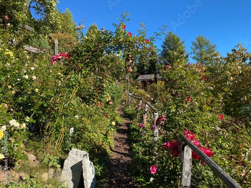 Rose Garden Uhrerhof (The highest rose garden in Europe) or Rosarium Uhrerhof (Höchstgelegener Rosengarten Europas) or Roseto Ortisei - South Tyrol, Italy (Südtirol, Italien) photo