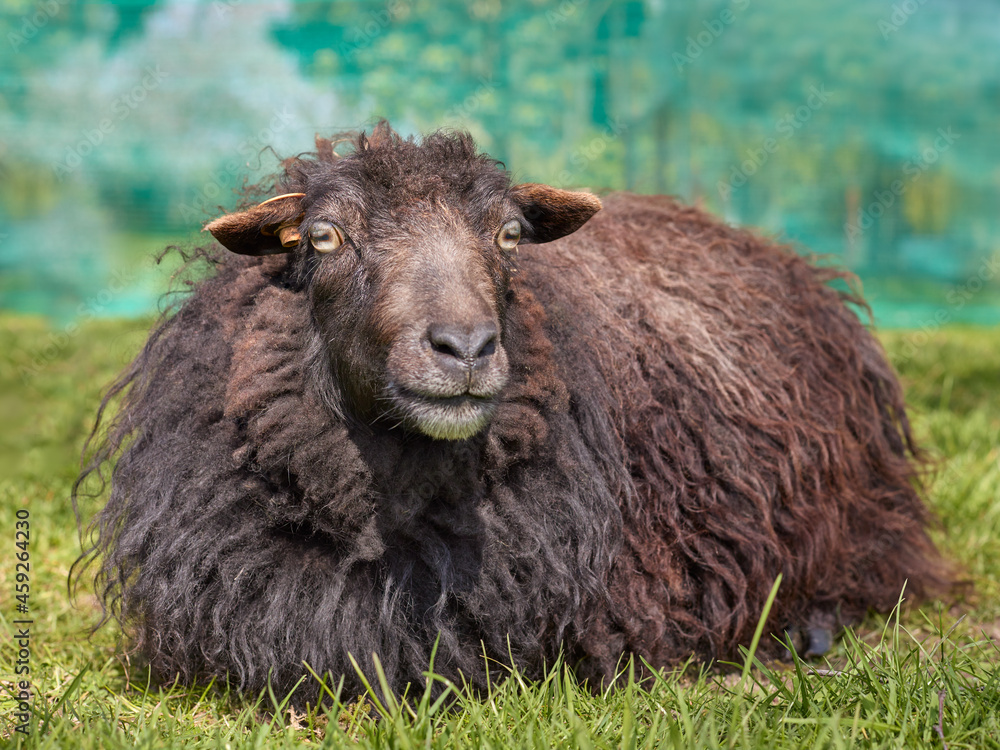 Portrait of a  female brown ouessant sheep 