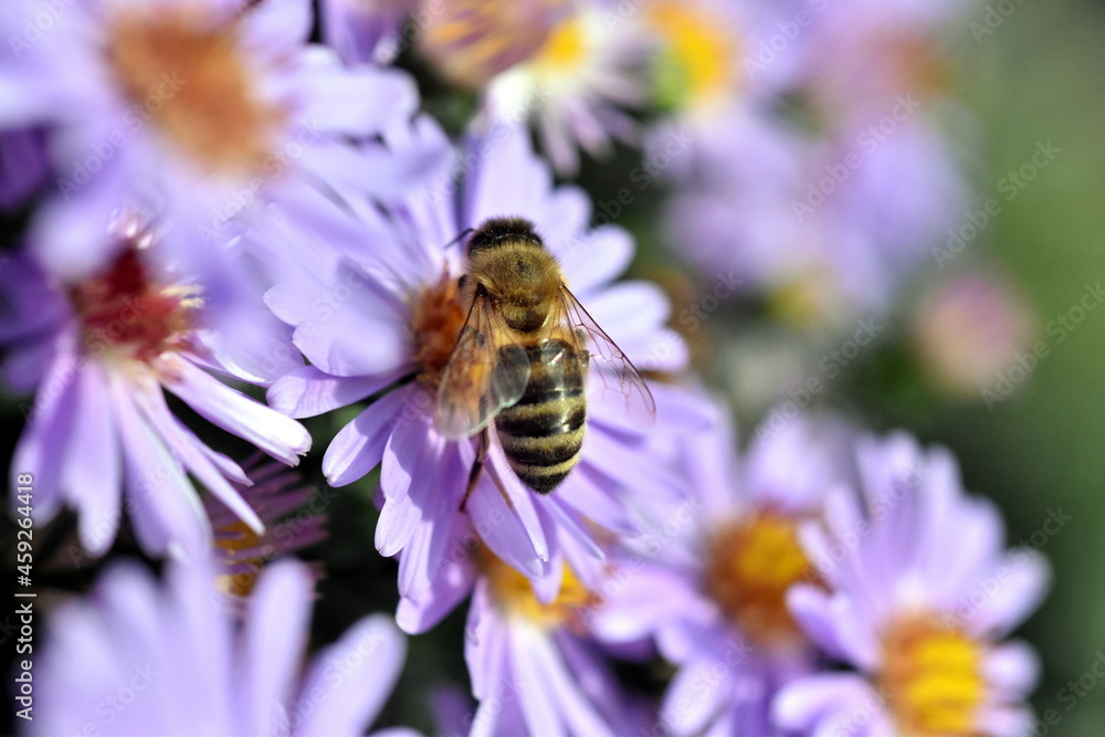 Biene auf einer Glattblatt-Aster Biene auf einer Glattblatt-Aster