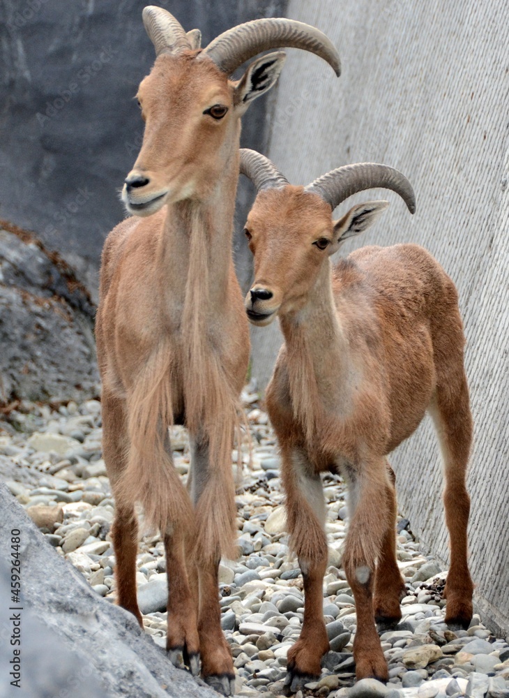Fototapeta premium mountain goat