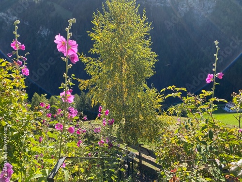 Rose Garden Uhrerhof (The highest rose garden in Europe) or Rosarium Uhrerhof (Höchstgelegener Rosengarten Europas) or Roseto Ortisei - South Tyrol, Italy (Südtirol, Italien) photo