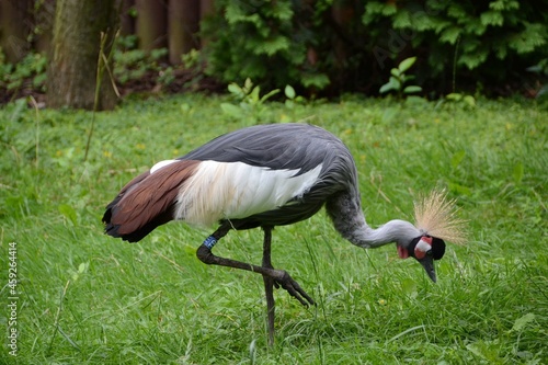 grey crowned crane #459264414