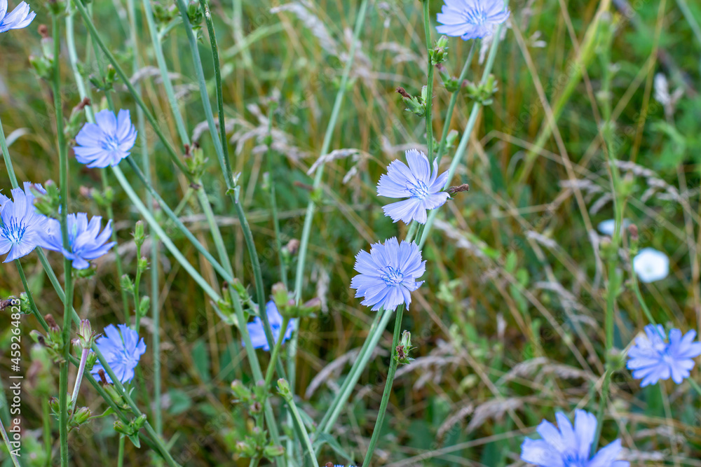 Beautiful chicory flower on an unfocused field background.