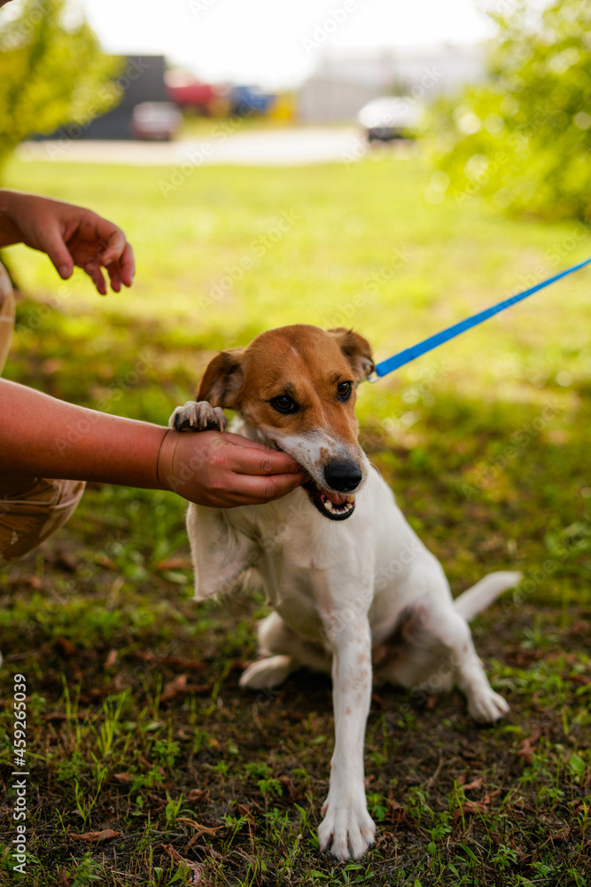 Man feeds a dog with his hands on a walk Man feeds a dog with his hands on a walk