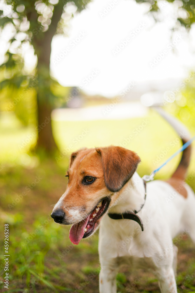 jack russell terrier in the park jack russell terrier in the park