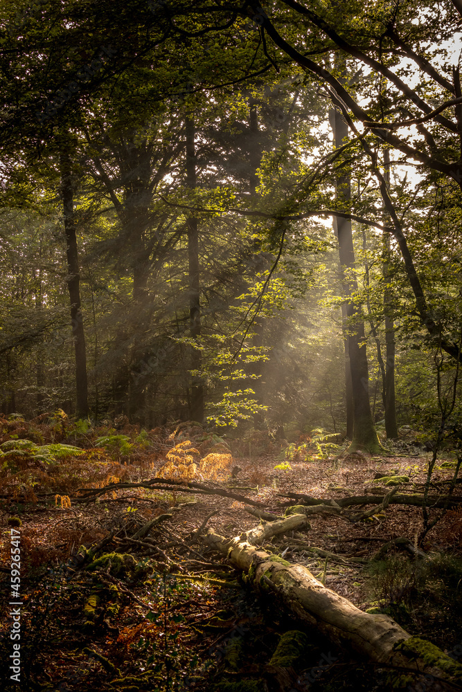 Fototapeta premium Forêt, matin d'automne