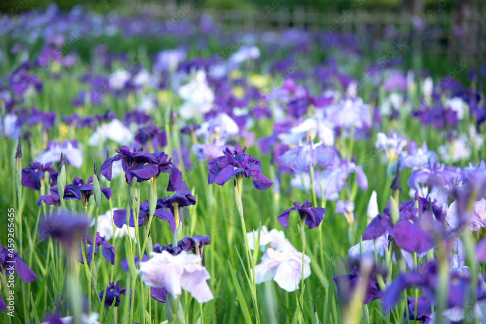 美しい満開に咲きほこる菖蒲の花