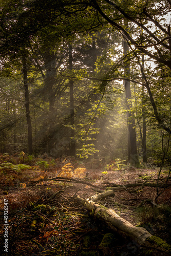 Forêt, matin d'automne
