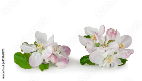 Apple flowers isolated on a white background