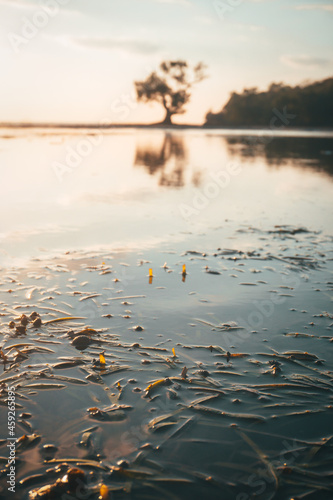 The tree in the water and the reflection Cork tree, mangrove apple, Lampu tree on seashore during sunset at Ai Lemak Beach, Sumbawa, Indonesia