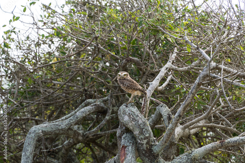 Free owl in the wild watching over the branches of a tree in Rio das Ostras in Rio de Janeiro.