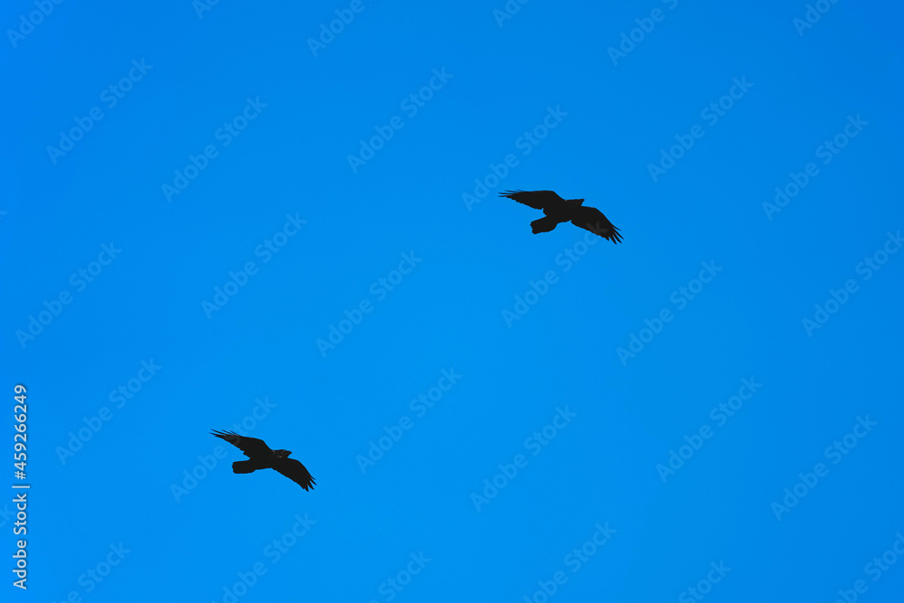 Two black crows fly one after another on the clear blue sky background. Birds in their natural habitat