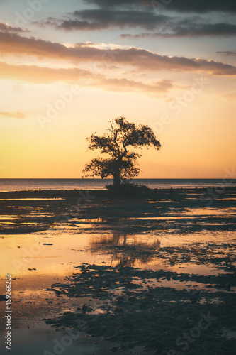 The tree in the water and the reflection Cork tree, mangrove apple, Lampu tree on seashore during sunset at Ai Lemak Beach, Sumbawa, Indonesia