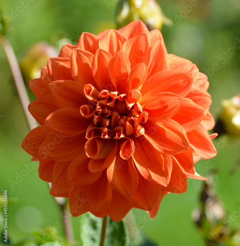 Dahlia