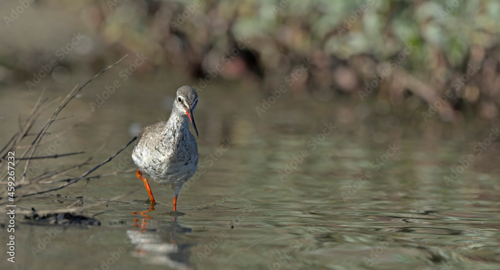 Spotted Redshank (Tringa erythropus), Crete Spotted Redshank (Tringa erythropus), Crete