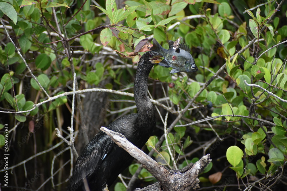 Anhinga catches a fish and.kills it. Anhinga catches a fish and.kills it.