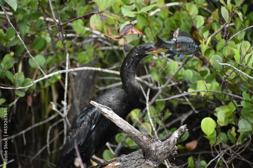 Fototapeta premium Anhinga catches a fish and.kills it.