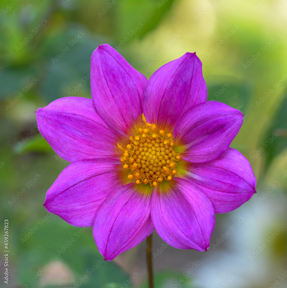 Dahlia Dahlia