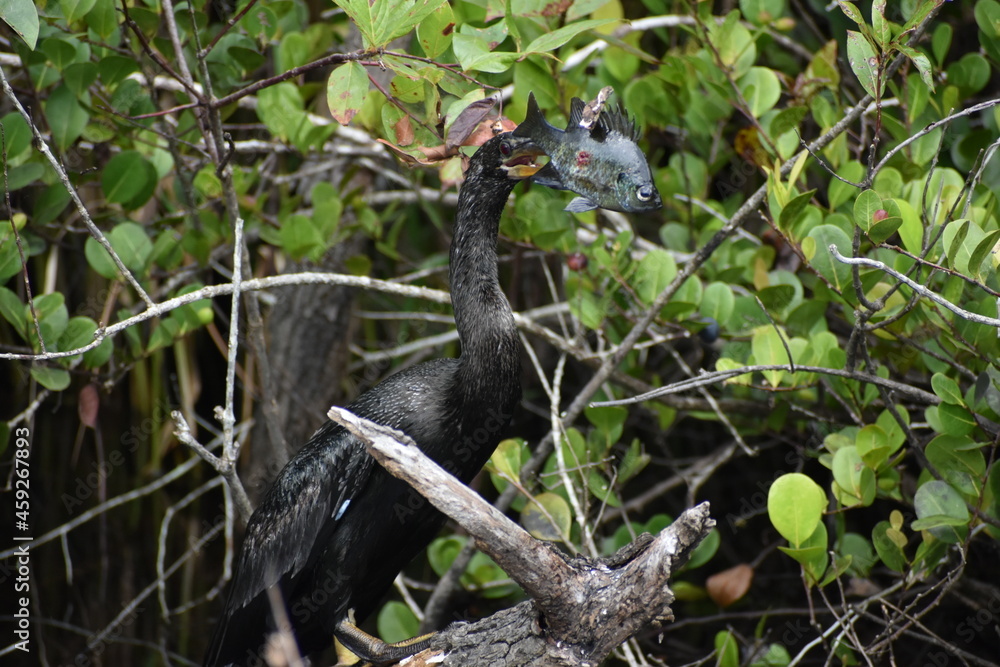 Anhinga catches a fish and.kills it. Anhinga catches a fish and.kills it.