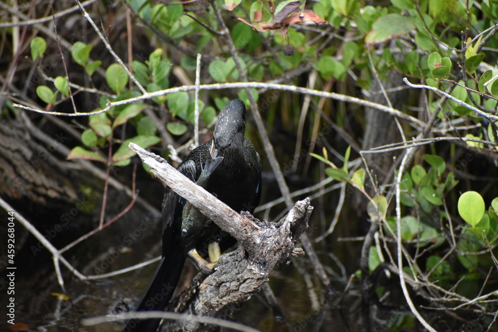 Anhinga catches a fish and.kills it. Anhinga catches a fish and.kills it.