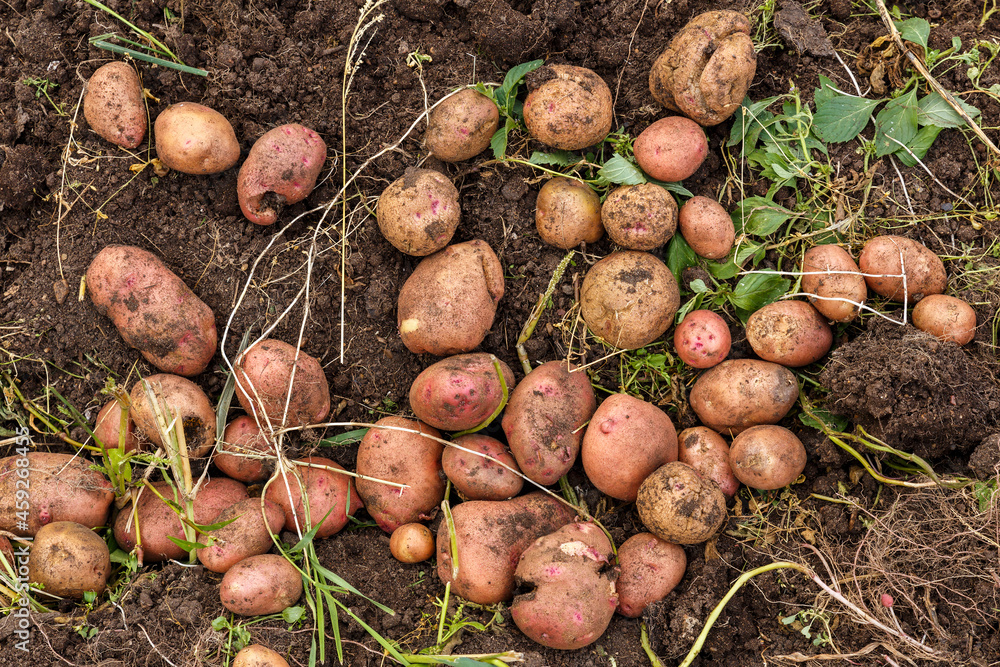 fresh potatoes in the field. Harvesting potatoes fresh potatoes in the field. Harvesting potatoes