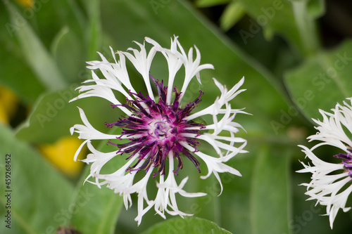 flower of a flower