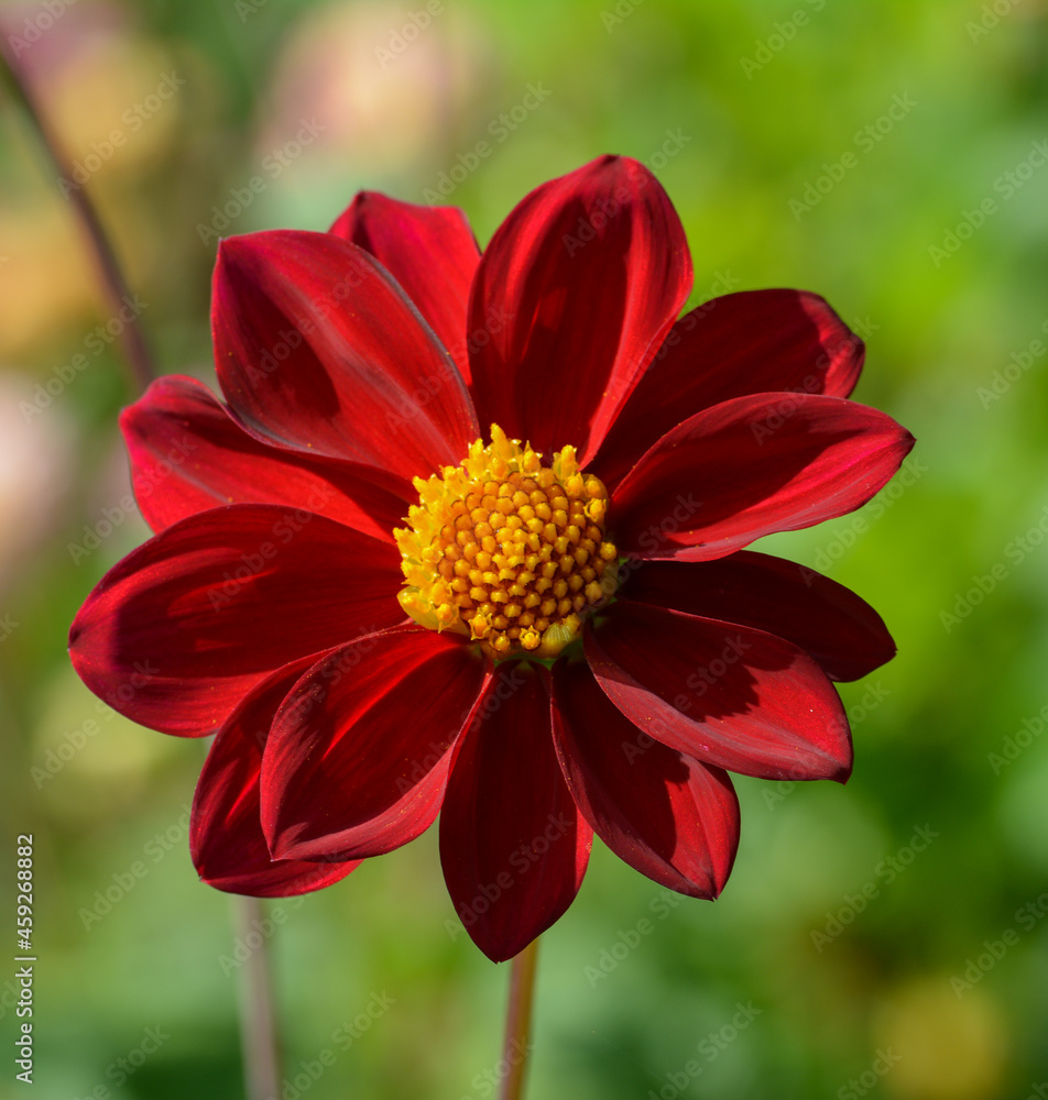 Dahlia Dahlia
