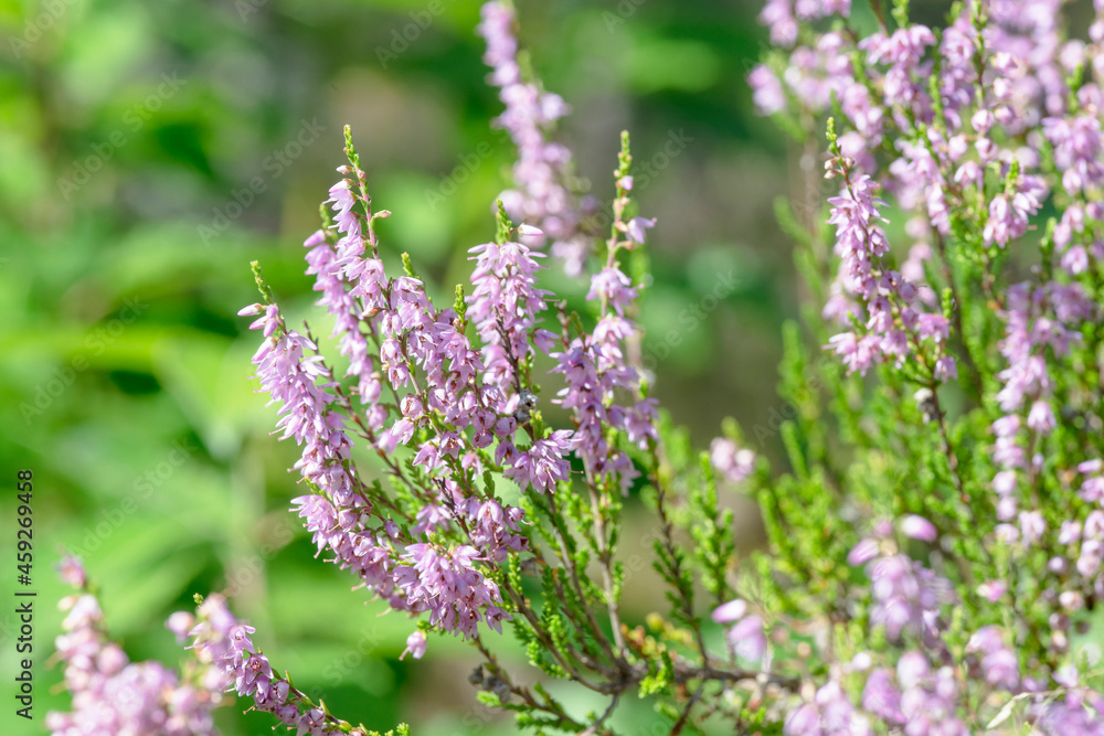 bright heather flowers on a sunny summer day