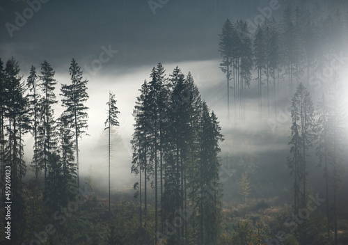 Fototapeta samoprzylepna Jesienne mgły w lesie - Beskidy