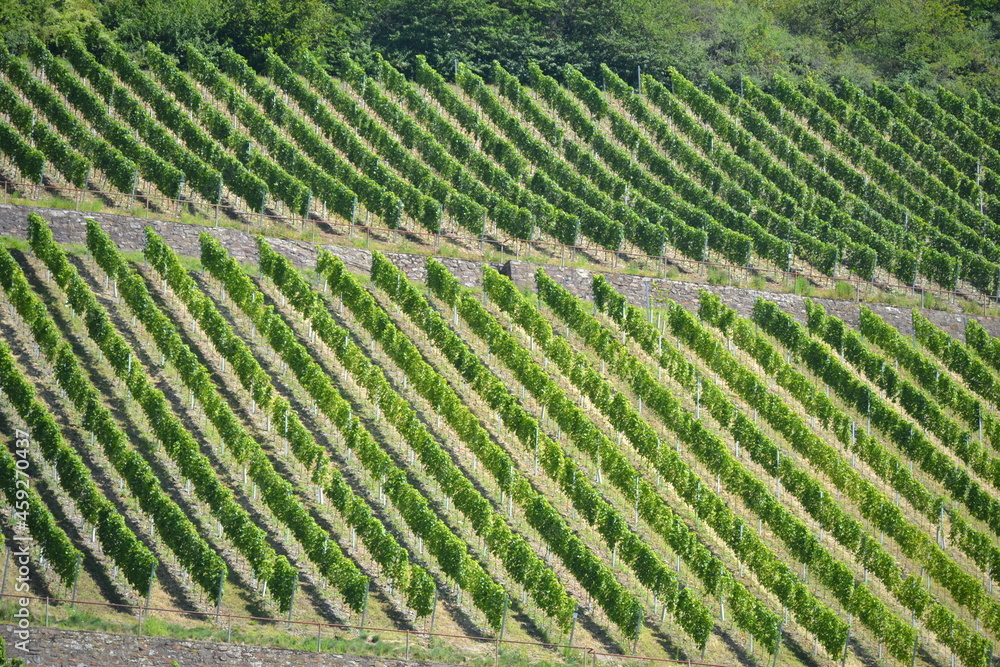 winegrowing on the mosel in germany vintner profession winegrowing on the mosel in germany vintner profession