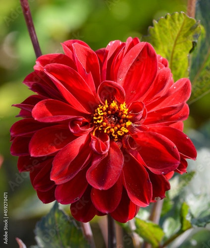 Dahlia